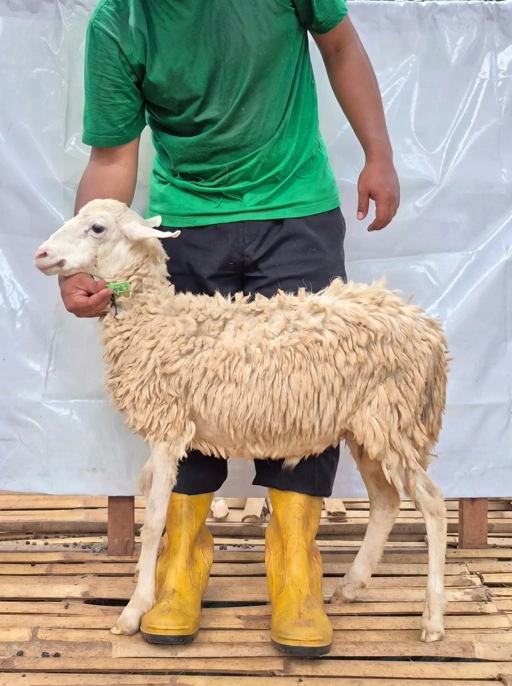 Image of  Domba Qurban Tipe B 1063, berat 21 sd 25 Kg