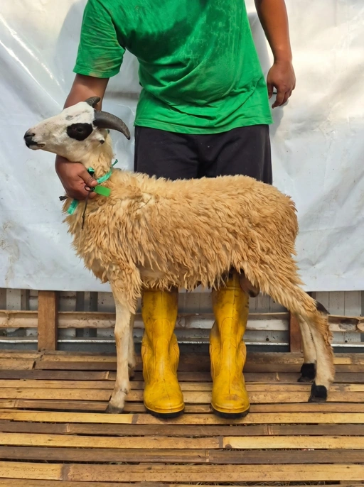 Image of Domba Qurban Tipe B 1072, berat 21 sd 25 Kg