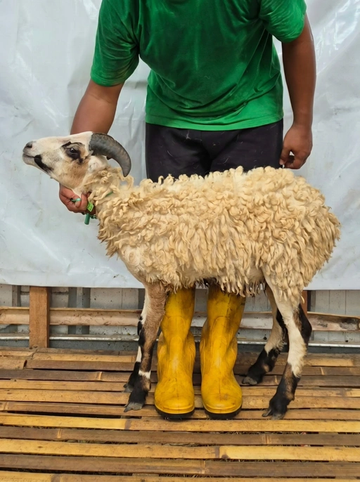 Image of Domba Qurban Tipe B 1075, berat 21 sd 25 Kg