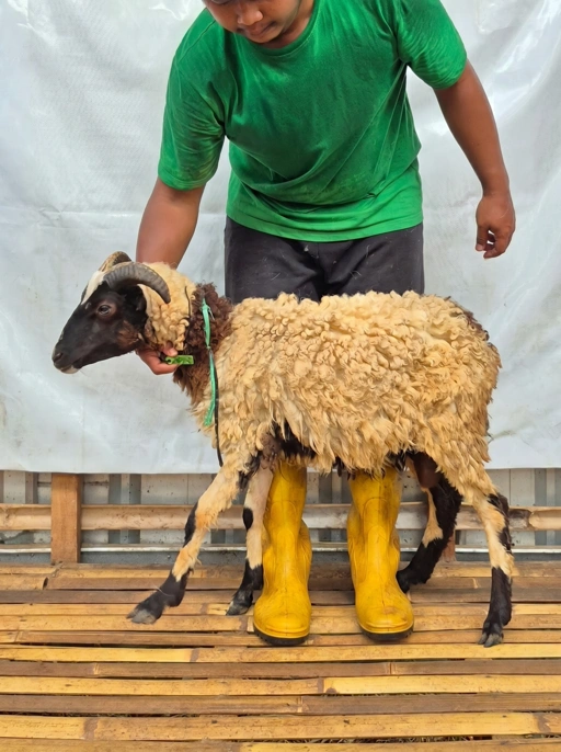 Image of Domba Qurban Tipe B 1076, berat 21 sd 25 Kg
