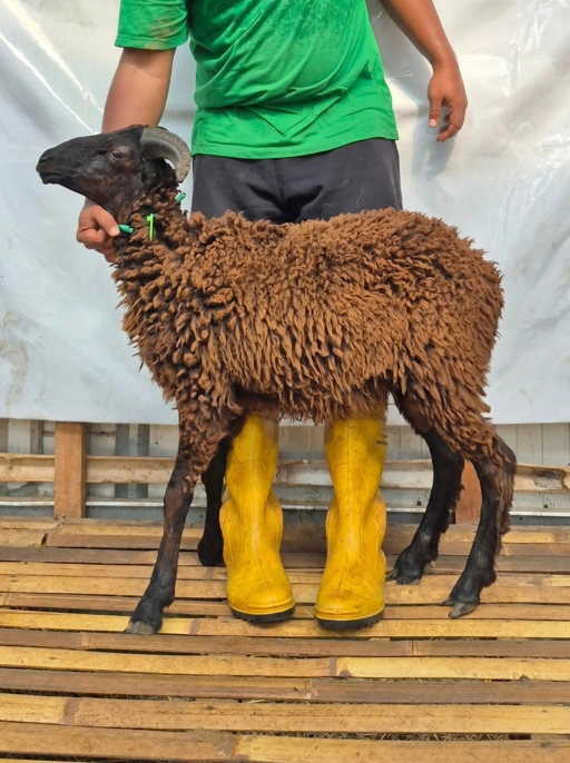 Image of Domba Qurban Tipe B 1077, berat 21 sd 25 Kg