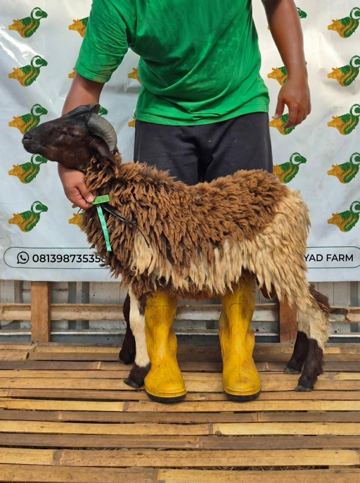 Image of Domba Qurban Tipe B 1078, berat 21 sd 25 Kg