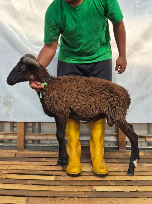 Image of Domba Qurban Tipe B 1079, berat 21 sd 25 Kg