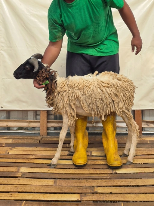 Image of Domba Qurban Tipe B 1081, berat 21 sd 25 Kg