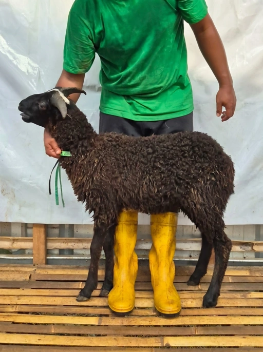 Image of Domba Qurban Tipe B 1082, berat 21 sd 25 Kg