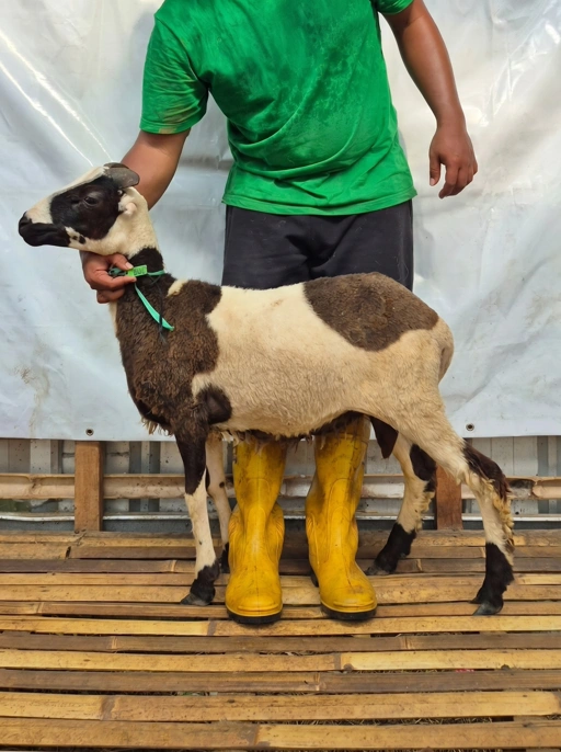 Image of Domba Qurban Tipe B 1083, berat 21 sd 25 Kg