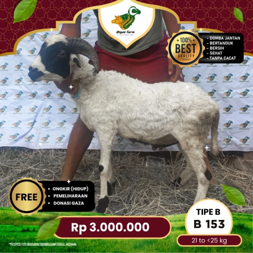 Image of Domba Qurban Tipe B 153, berat 21 sd 25 Kg