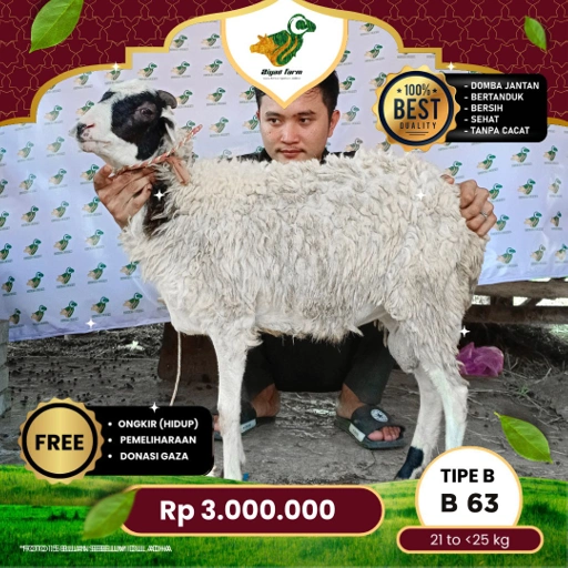 Image of Domba Qurban Tipe B 63, berat 17 sd 21 Kg