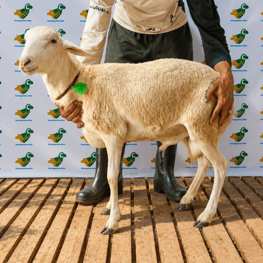 Image of Domba Qurban Tipe B 63, berat 21 sd 25 Kg