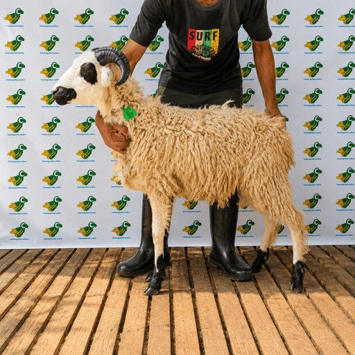 Image of Domba Qurban Tipe C 70, berat 21 sd 25 Kg
