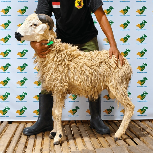 Image of Domba Qurban Tipe B 71, berat 21 sd 25 Kg