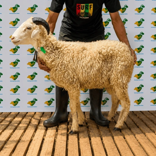 Image of Domba Qurban Tipe B 72, berat 21 sd 25 Kg