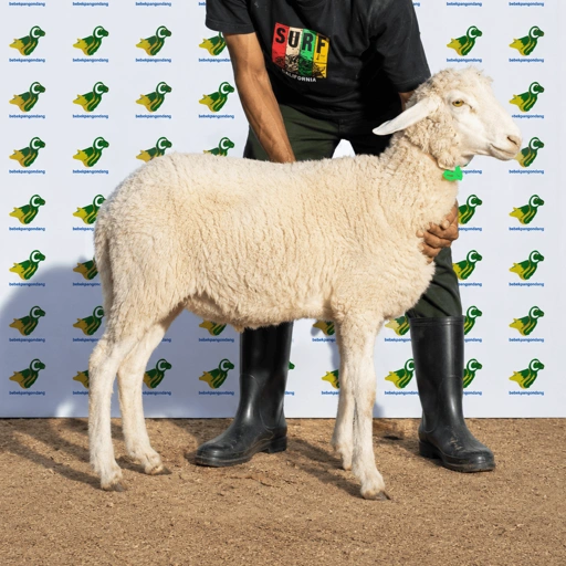 Image of Domba Qurban Tipe B 76, berat 21 sd 25 Kg