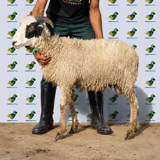 Image of Domba Qurban Tipe B 79, berat 21 sd 25 Kg