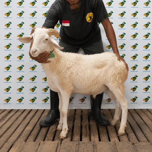 Image of Domba Qurban Tipe B 86, berat 21 sd 25 Kg