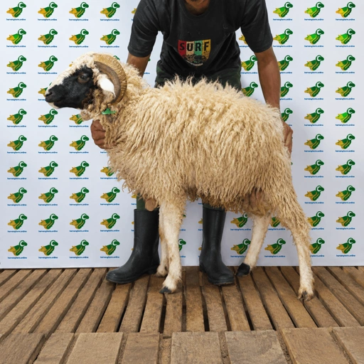 Image of Domba Qurban Tipe B 89, berat 21 sd 25 Kg