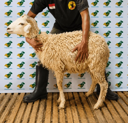 Image of Domba Qurban Tipe B 94, berat 21 sd 25 Kg