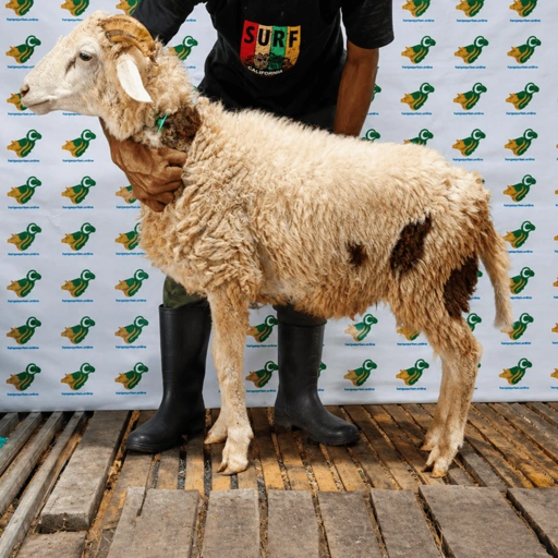 Image of Domba Qurban Tipe B 95, berat 21 sd 25 Kg