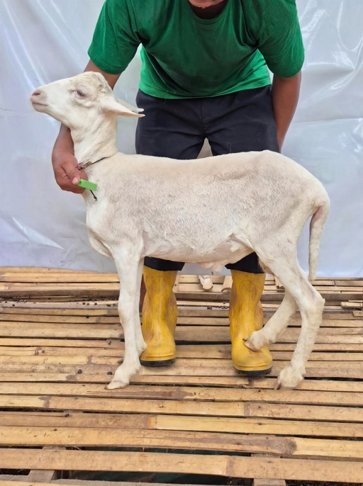 Image of Domba Qurban, Tipe C 1054. Bobot 25 sd 29 Kg