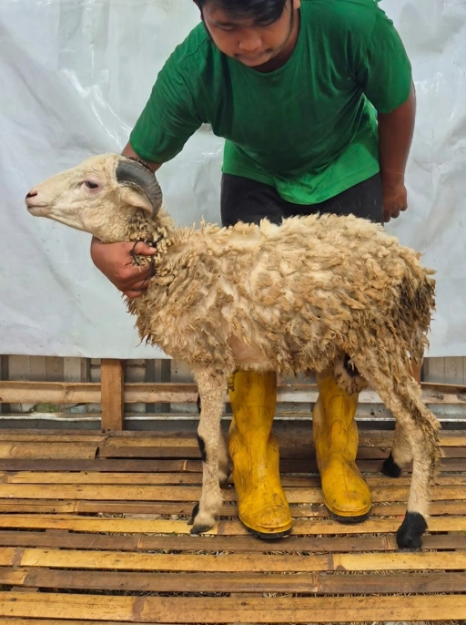 Image of Domba Qurban, Tipe C 1087 Bobot 25 sd 29 Kg