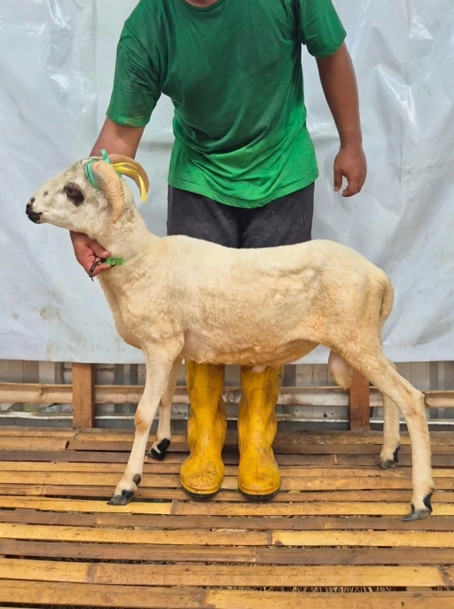 Image of Domba Qurban, Tipe C 1088 Bobot 25 sd 29 Kg