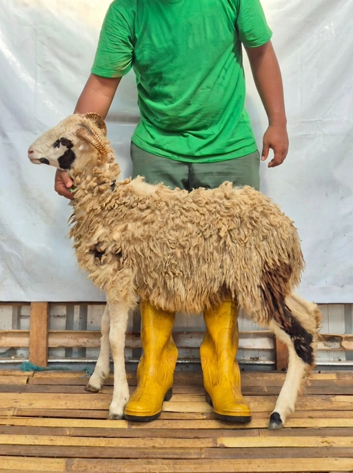 Image of Domba Qurban, Tipe C 1090 Bobot 25 sd 29 Kg