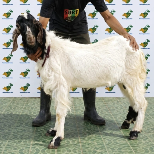 Image of  KAMBING Qurban, Tipe C 50. Bobot 25 sd 29 Kg
