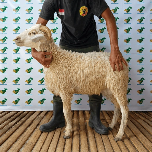 Image of Domba Qurban, Tipe C 77 Bobot 25 sd 29 Kg