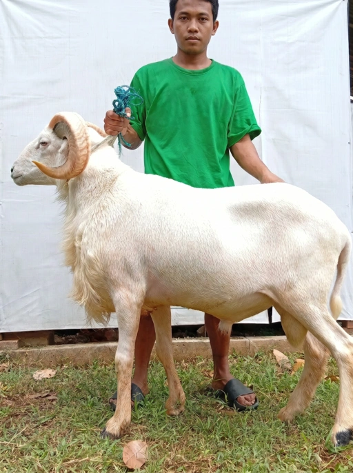 Image of Domba Qurban Champion CH 1015 (>65 kg)