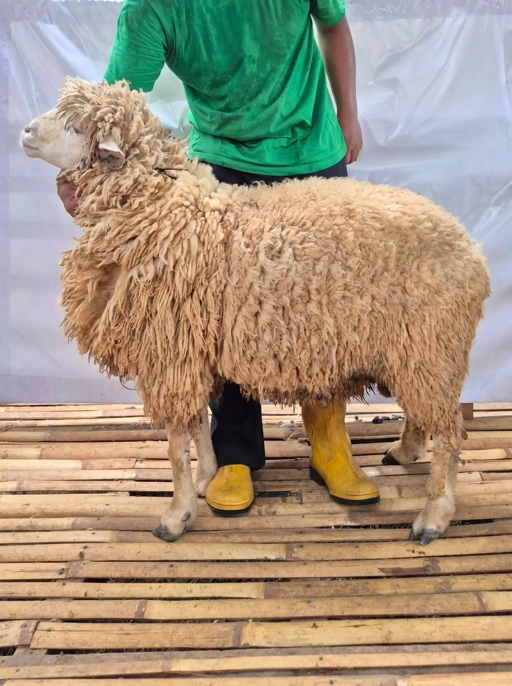 Image of Domba Qurban Champion CH 1071 (>65 kg)