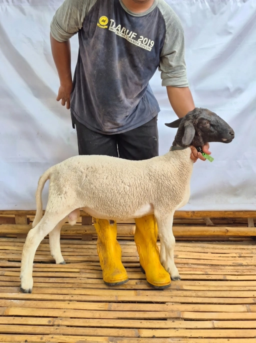 Image of Domba Qurban Tipe D 1032, berat 29 sd 33 Kg