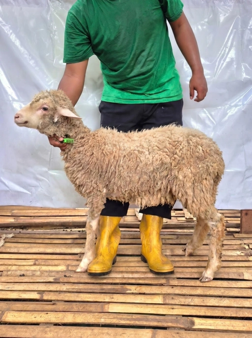 Image of Domba Qurban Tipe D 1033, berat 29 sd 33 Kg