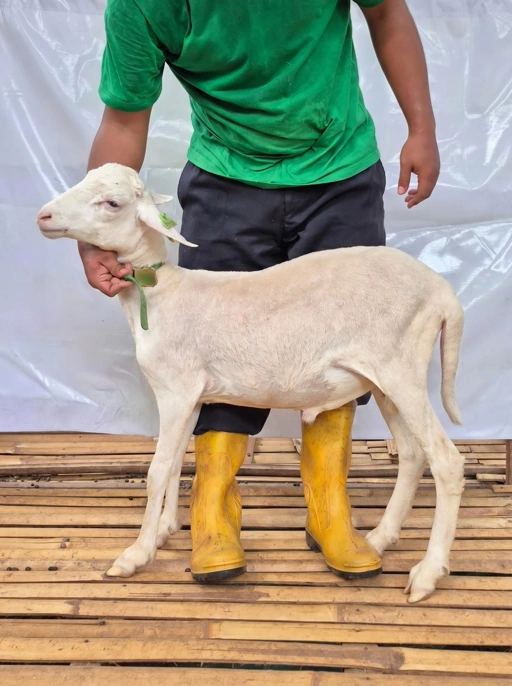 Image of Domba Qurban Tipe D 1040, berat 29 sd 33 Kg