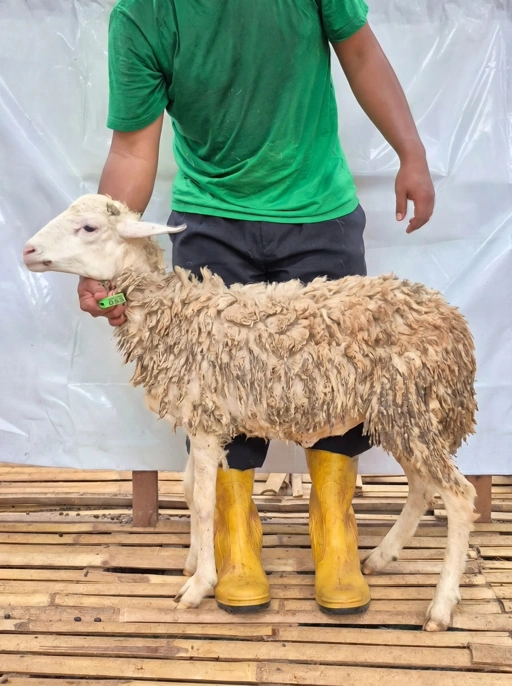 Image of Domba Qurban Tipe D 1053, berat 29 sd 33 Kg