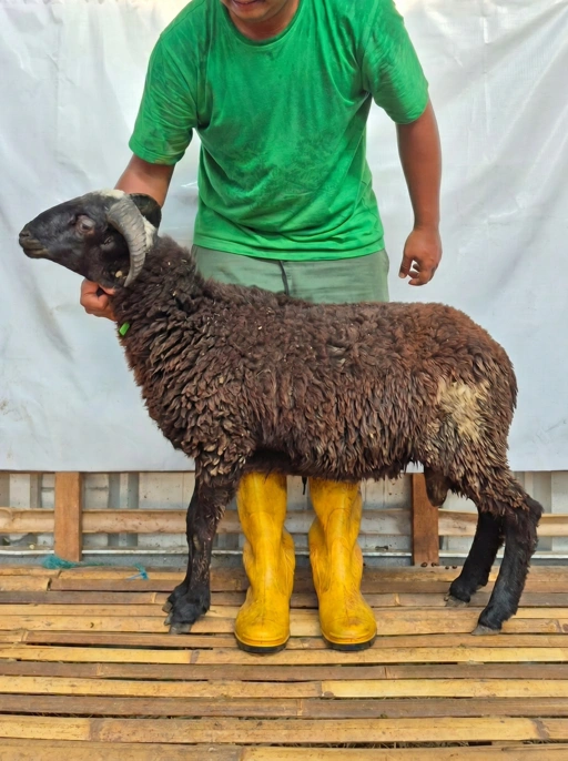 Image of Domba Qurban Tipe D 1092, berat 29 sd 33 Kg