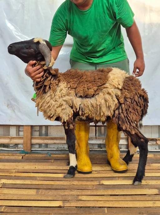 Image of Domba Qurban Tipe D 1093, berat 29 sd 33 Kg