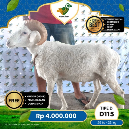 Image of Domba Qurban Tipe D 115, berat 29 sd 33 Kg