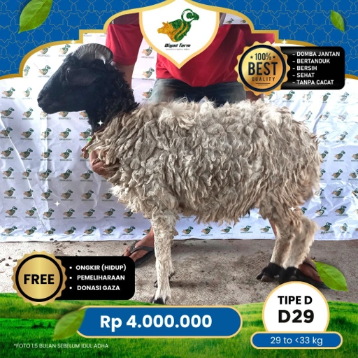 Image of Domba Qurban Tipe D 29, berat 29 sd 33 Kg