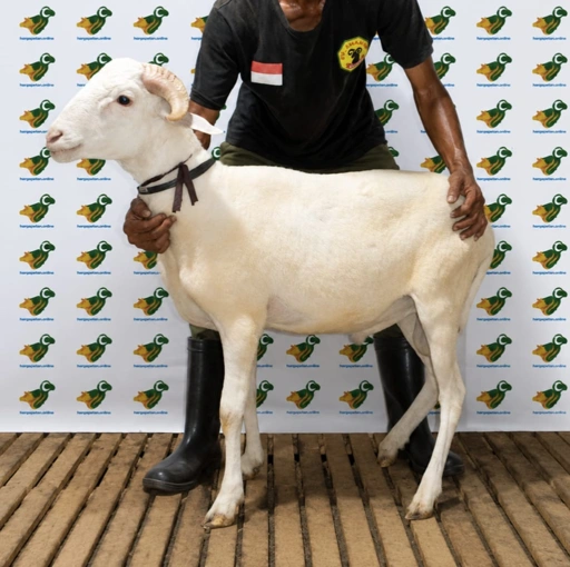 Image of Domba Qurban Tipe D 51, berat 29 sd 33 Kg