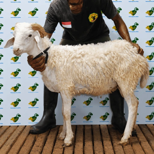 Image of Domba Qurban Tipe D 53, berat 29 sd 33 Kg