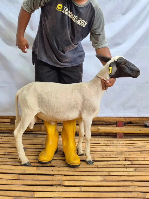 Image of Domba Qurban, Tipe E 1022 ( 33 sd 37 Kg )