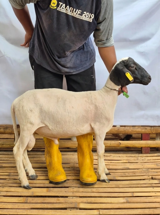 Image of Domba Qurban, Tipe E - 1028 ( 33 sd 37 Kg )
