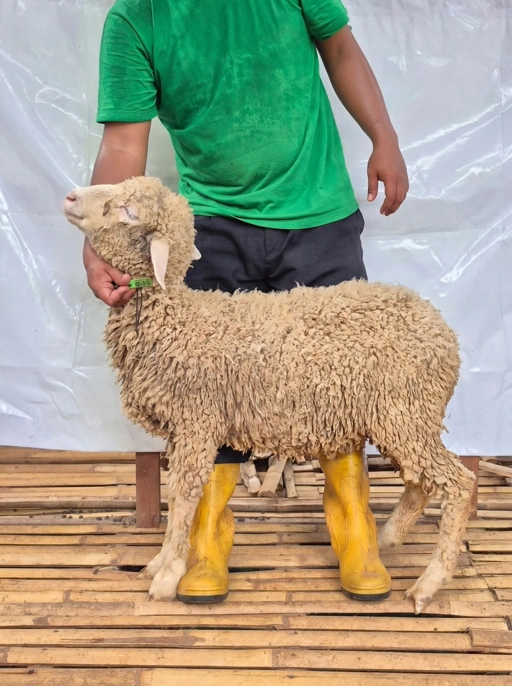 Image of Domba Qurban, Tipe E 1045 ( 33 sd 37 Kg )