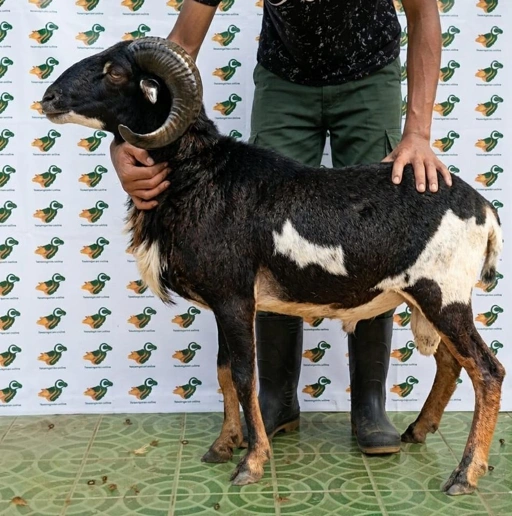 Image of Domba Qurban, Tipe E 41 ( 33 sd 37 Kg )