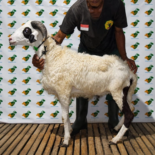 Image of Domba Qurban, Tipe E 52 (33 sd 37 Kg)