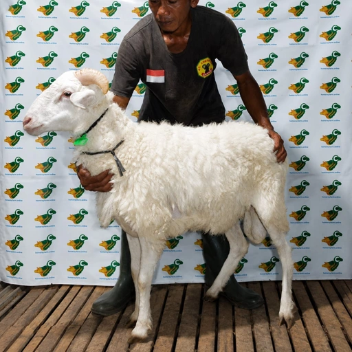 Image of Domba Qurban, Tipe E 54 ( 33 sd 37 Kg )