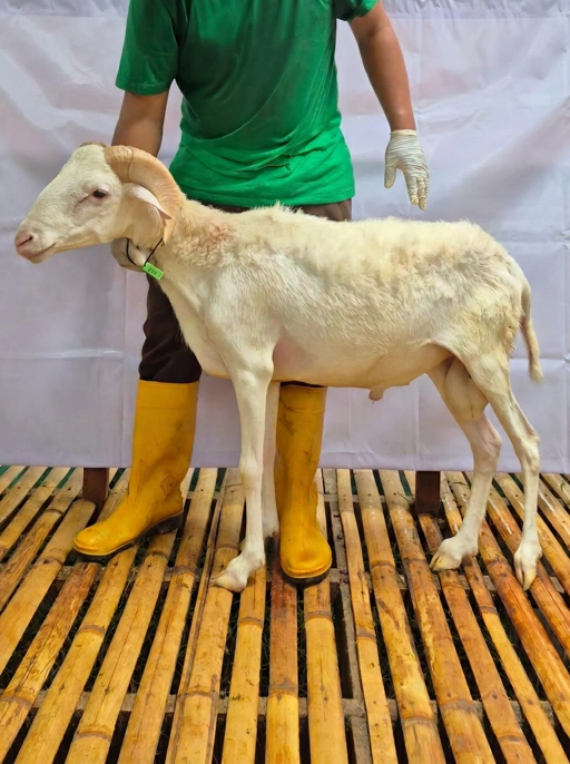 Image of Domba Qurban Tipe F 1001, berat 37 sd 41 Kg