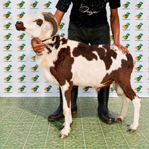 Image of Domba Qurban Tipe F 30, berat 37 sd 41 Kg
