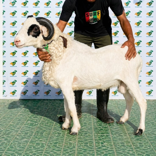 Image of Domba Qurban Tipe F 31, berat 37 sd 41 Kg