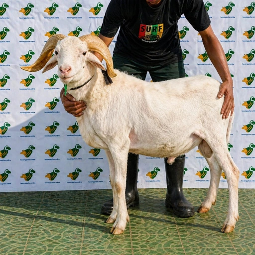 Image of Domba Qurban Tipe F 32, berat 37 sd 41 Kg